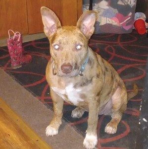 Meet your Posher, Mason